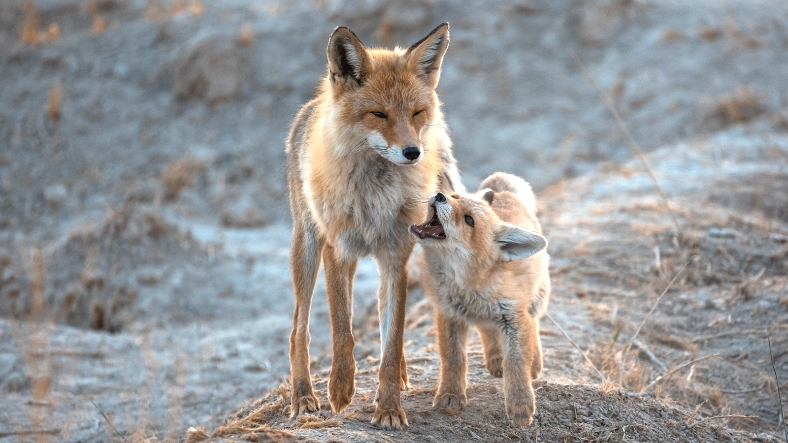 A red fox cub frolics with its parent by the Golmud River in Haixi Mongol and Tibetan Autonomous Prefecture, Qinghai Province, northwest China, May 24, 2022. The red fox is under second-class state protection in China. /CFP
