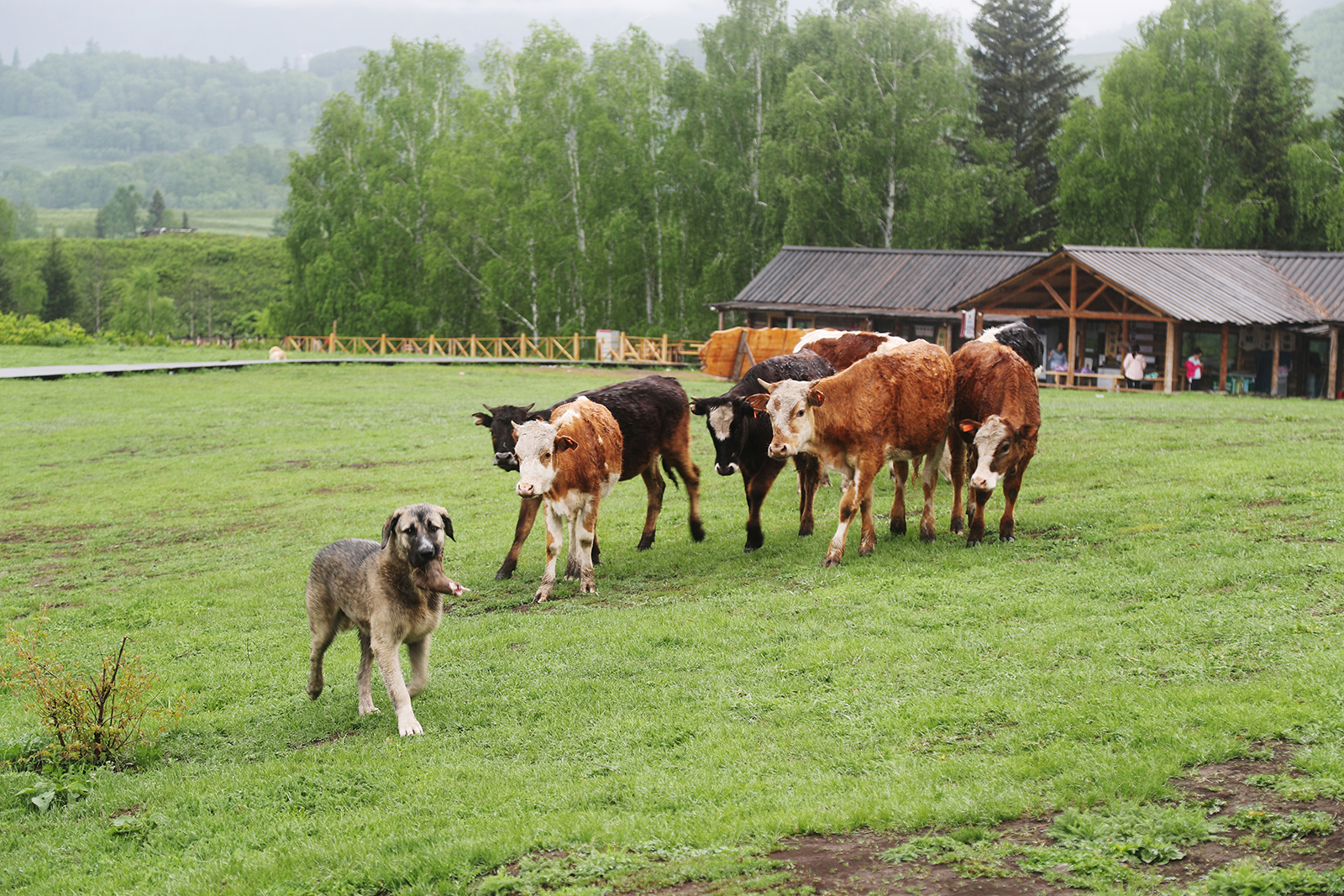 Cows stare at a dog with a gigot in its mouth in Hemu Village in Altay, Xinjiang. /CGTN
