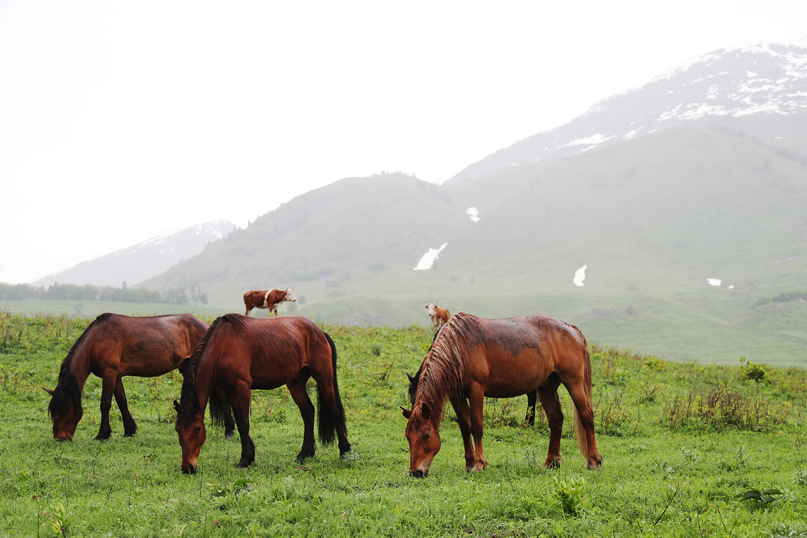 Horses graze beneath snow-capped mountains in Hemu Village in Altay, Xinjiang. /CGTN