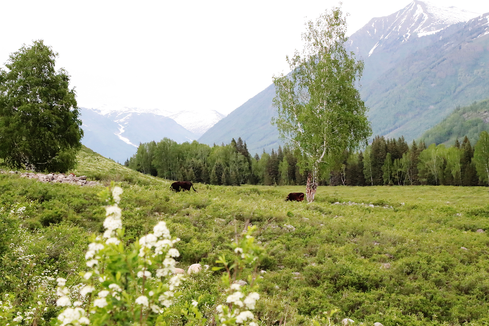 Cows graze beneath snow-capped mountains in Hemu Village in Altay, Xinjiang. /CGTN