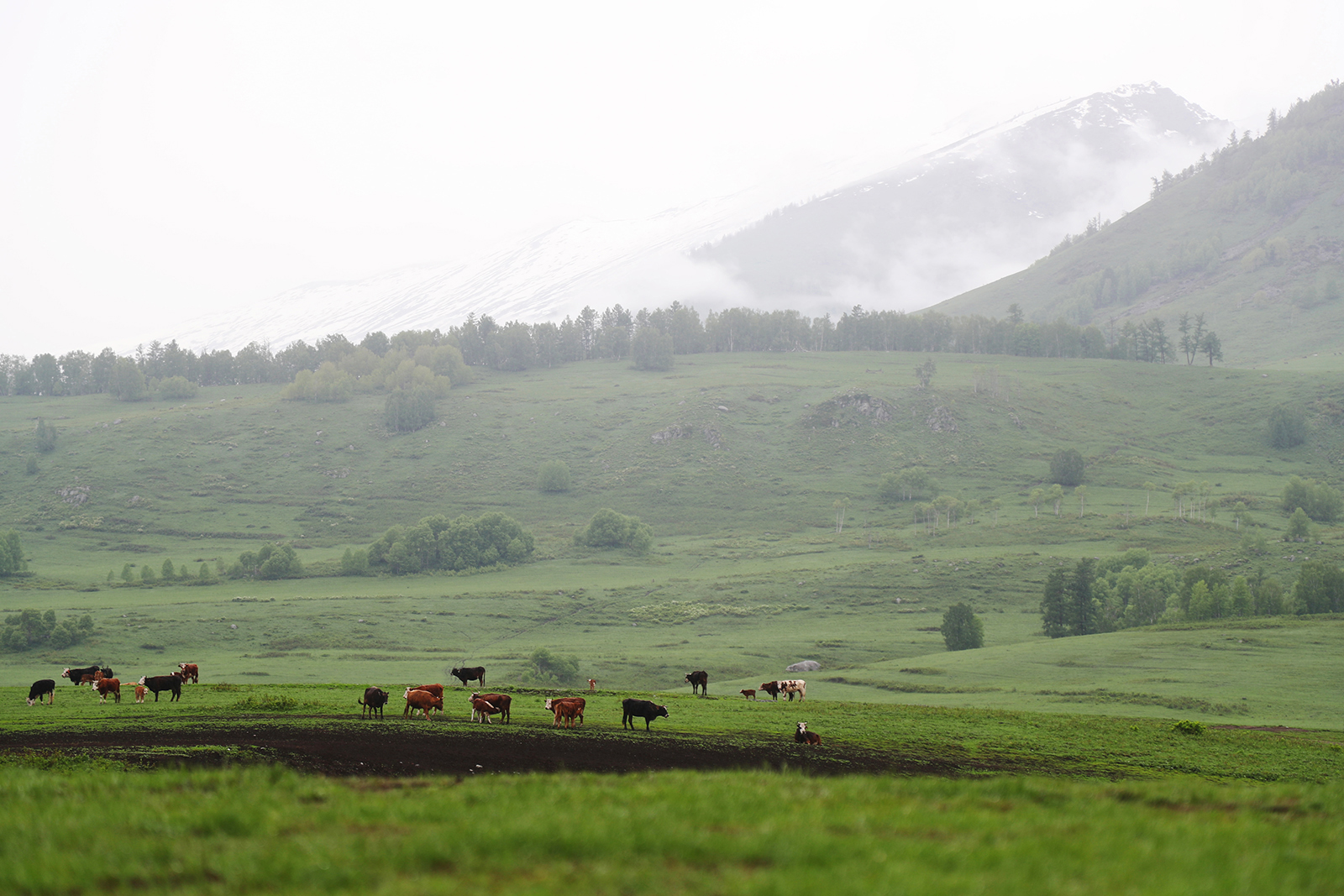 Cows graze beneath snow-capped mountains in Hemu Village in Altay, Xinjiang. /CGTN