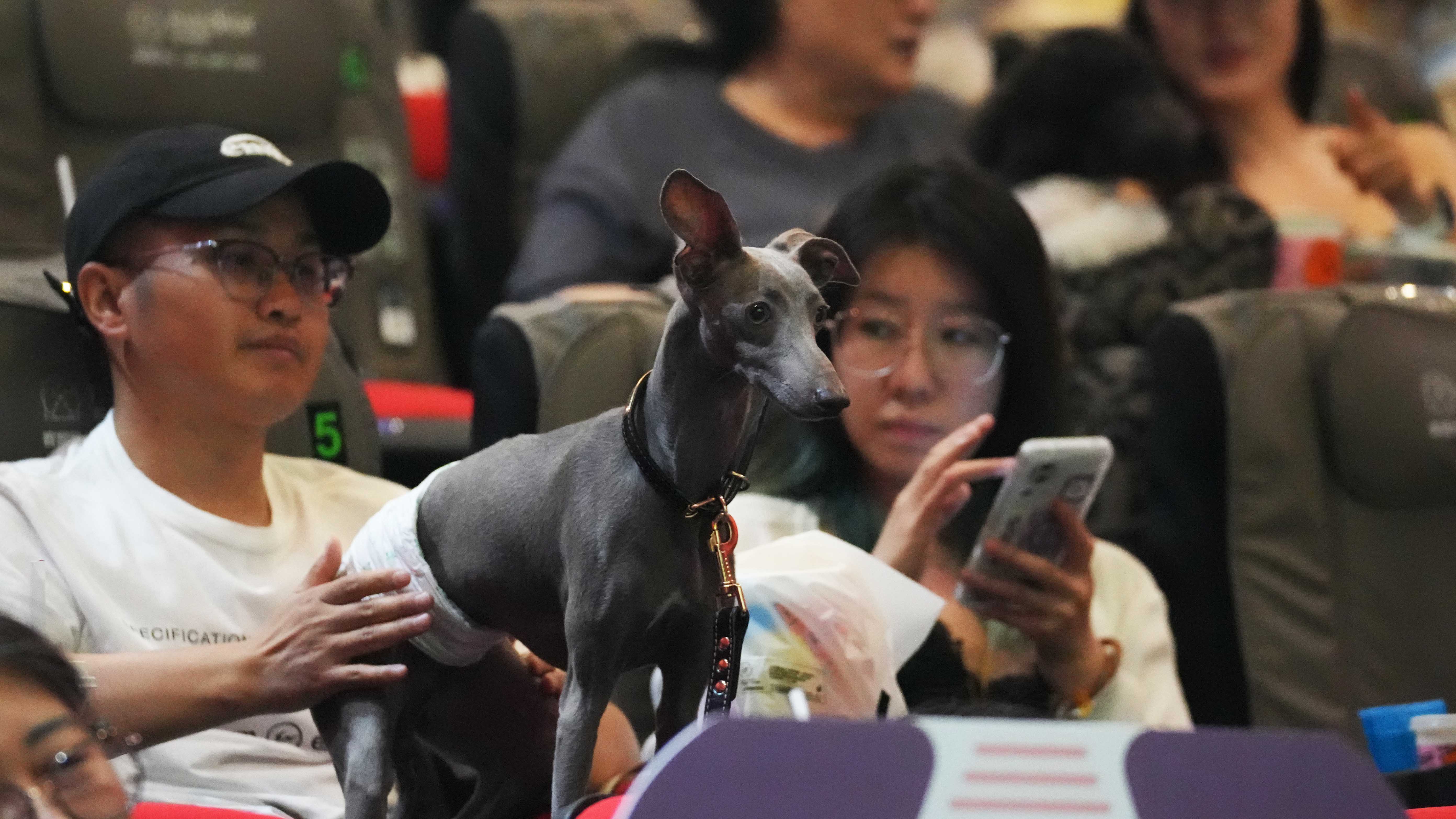 Dogs accompany owners to movie screening in Beijing