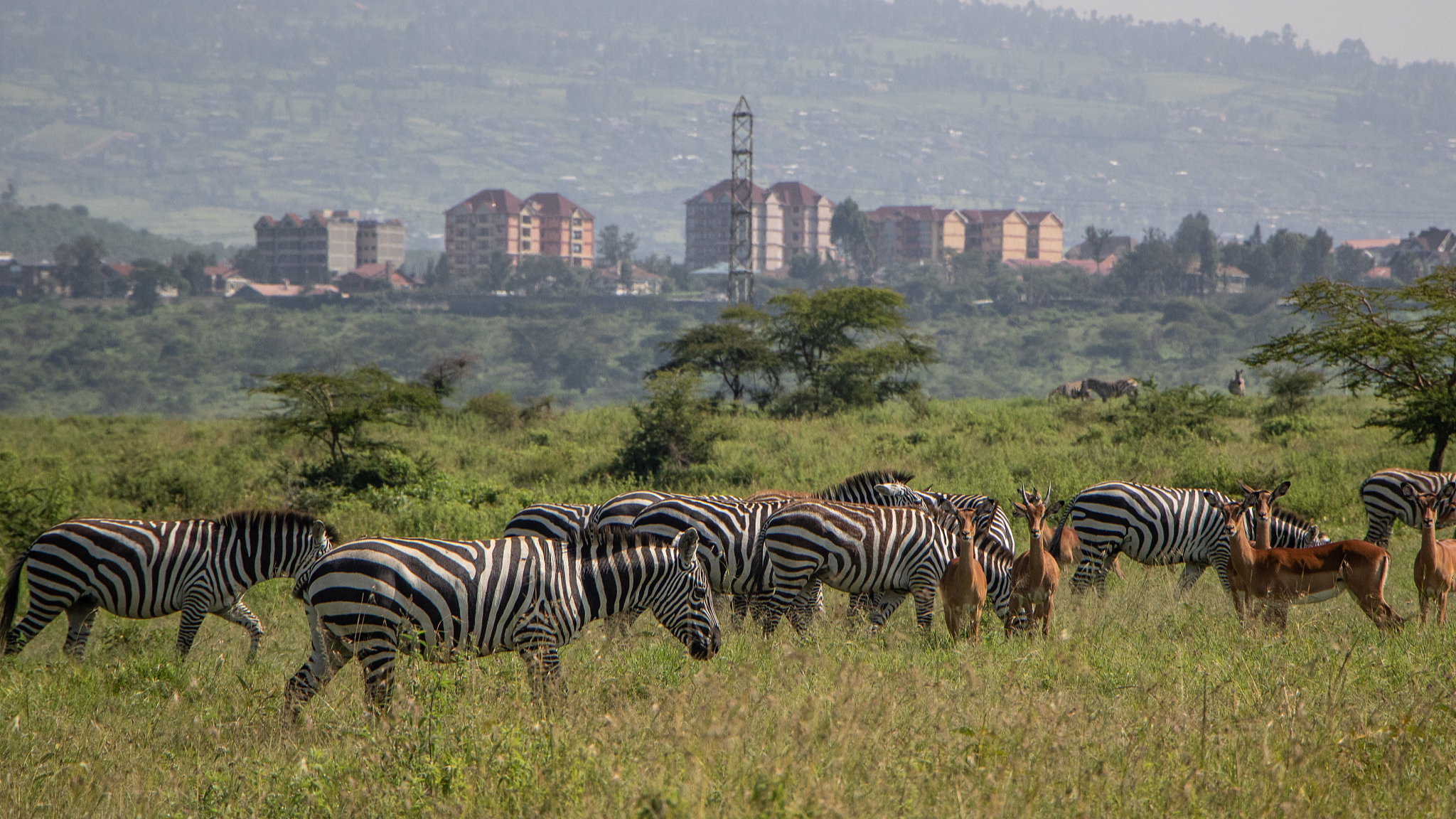 Zebras and antelopes are grazing at Lake Nakuru National Park, Kenya, June 5, 2024. /CFP