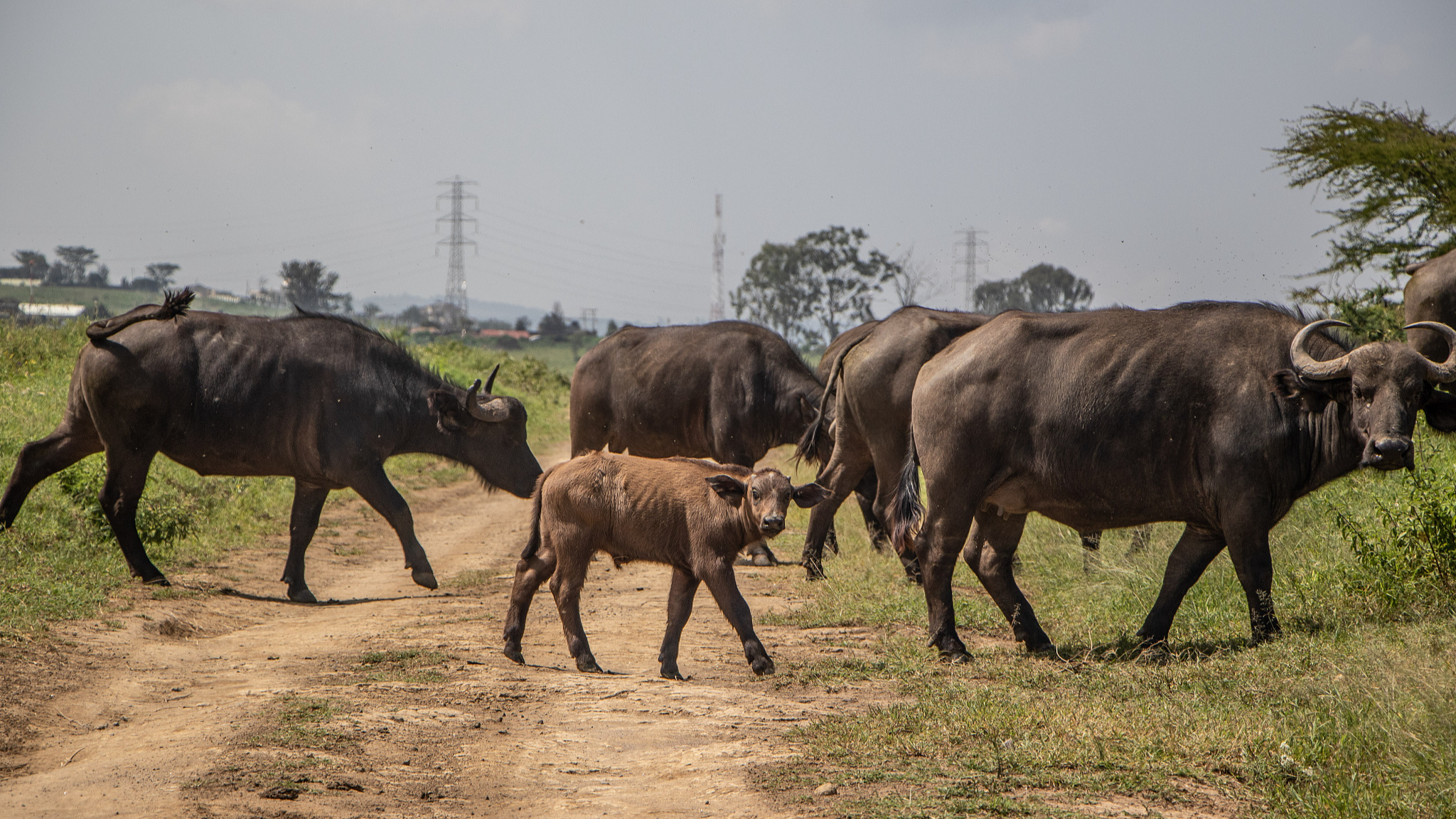 Buffalos are seen at Lake Nakuru National Park, Kenya, June 5, 2024. /CFP