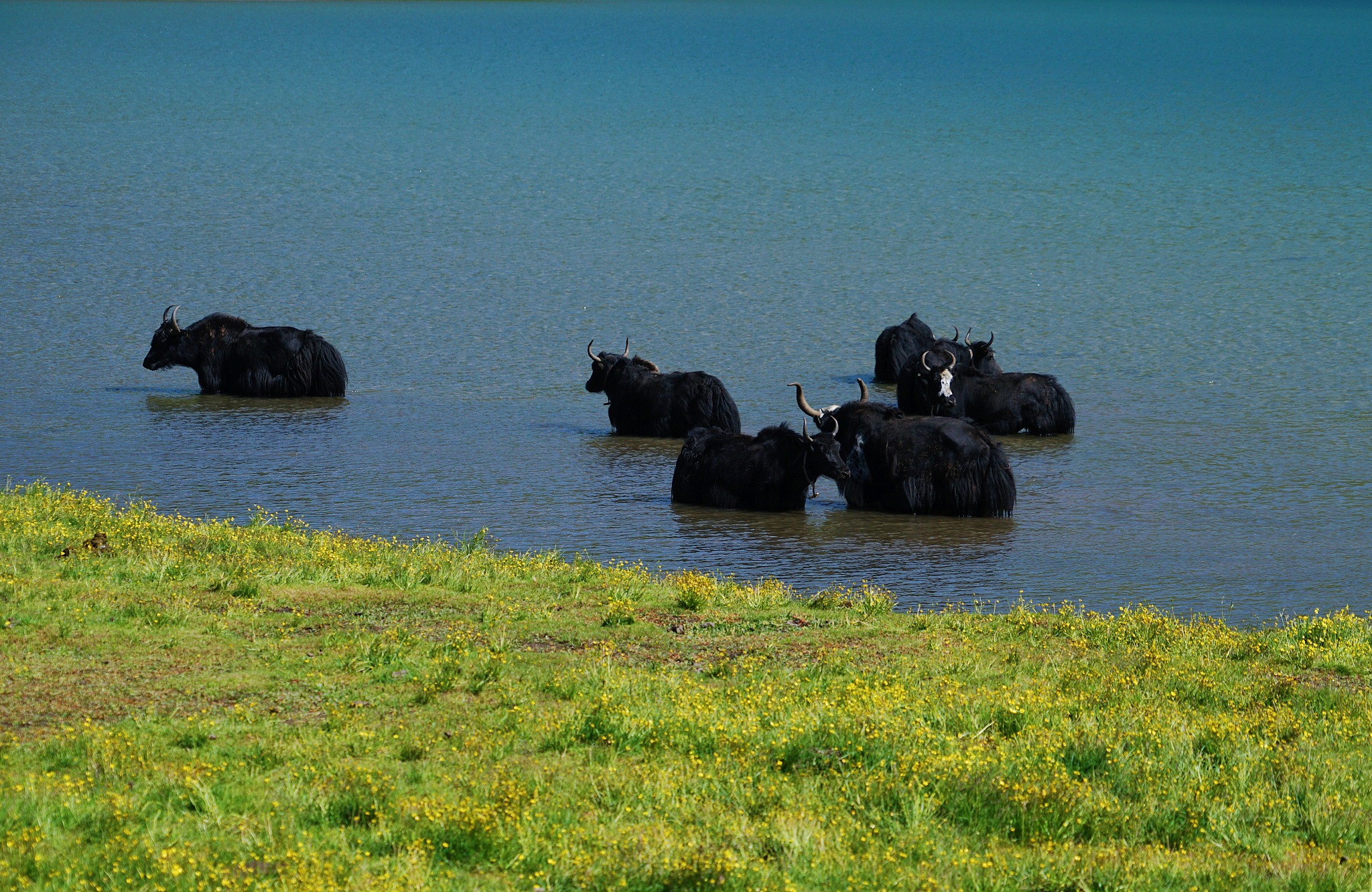 Yaks play in the water in Golog Tibetan Autonomous Prefecture, northwest China's Qinghai Province, July 8, 2022. /CFP