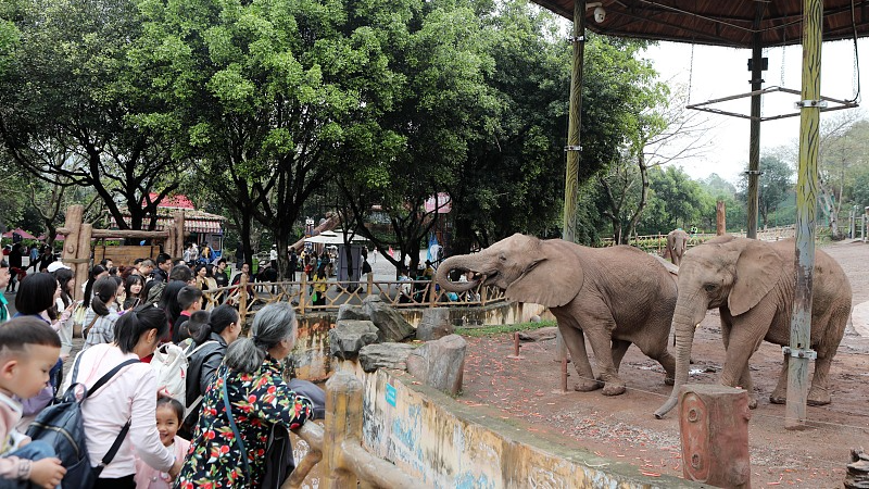 Tourists observe African elephants in Chongqing Municipality, Sichuan Province, April 4, 2024. /CFP 