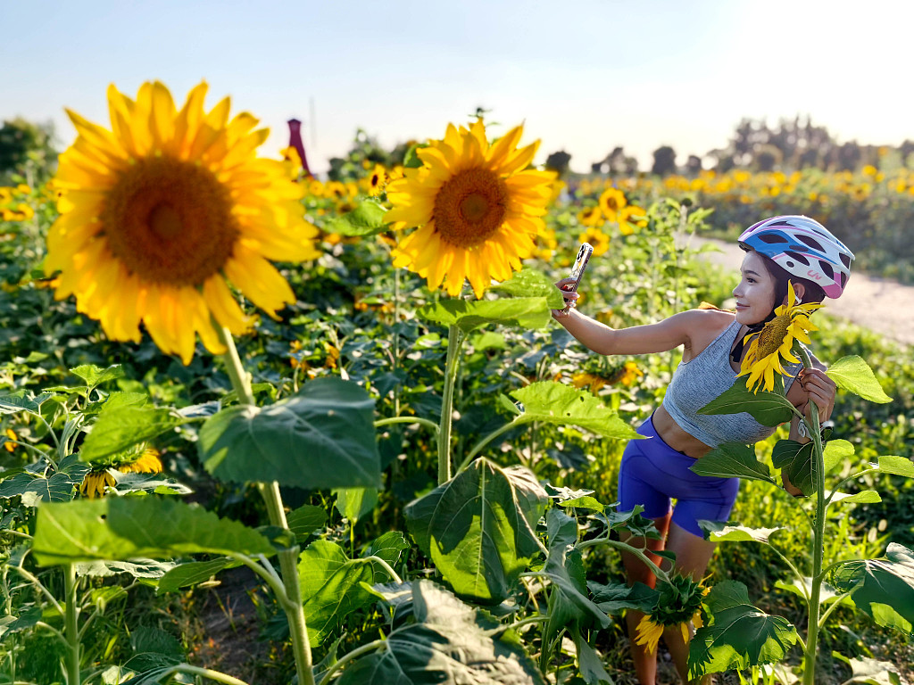 Sunflowers bloom in Lianhe Village, Luodian Town, Baoshan District in Shanghai on June 17, 2024. /CFP