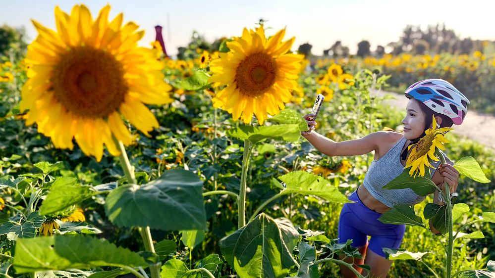 Blooming sunflowers in Shanghai suburb