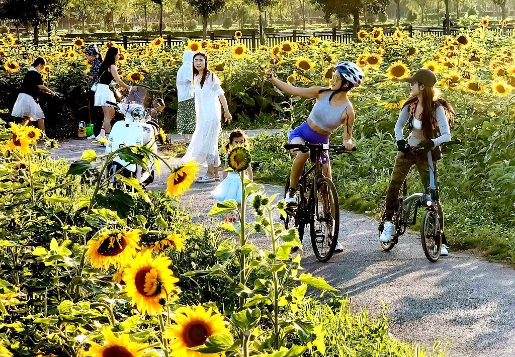 Sunflowers bloom in Lianhe Village, Luodian Town, Baoshan District in Shanghai on June 17, 2024. /CFP