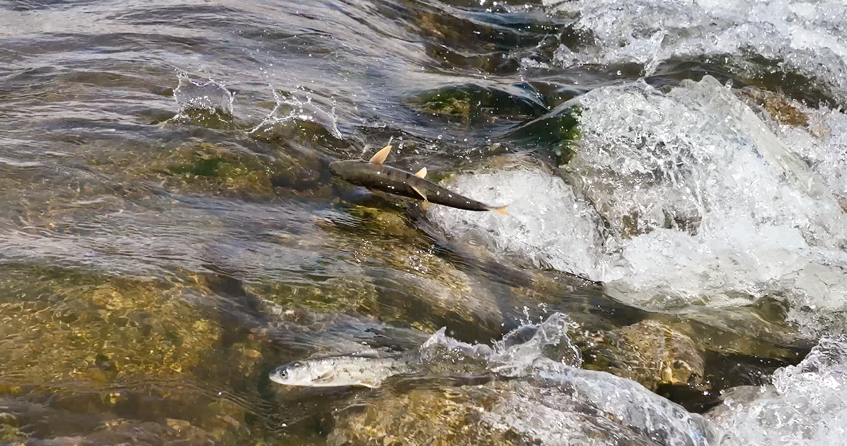 Nature's journey: Qinghai's naked carp undertake annual migration