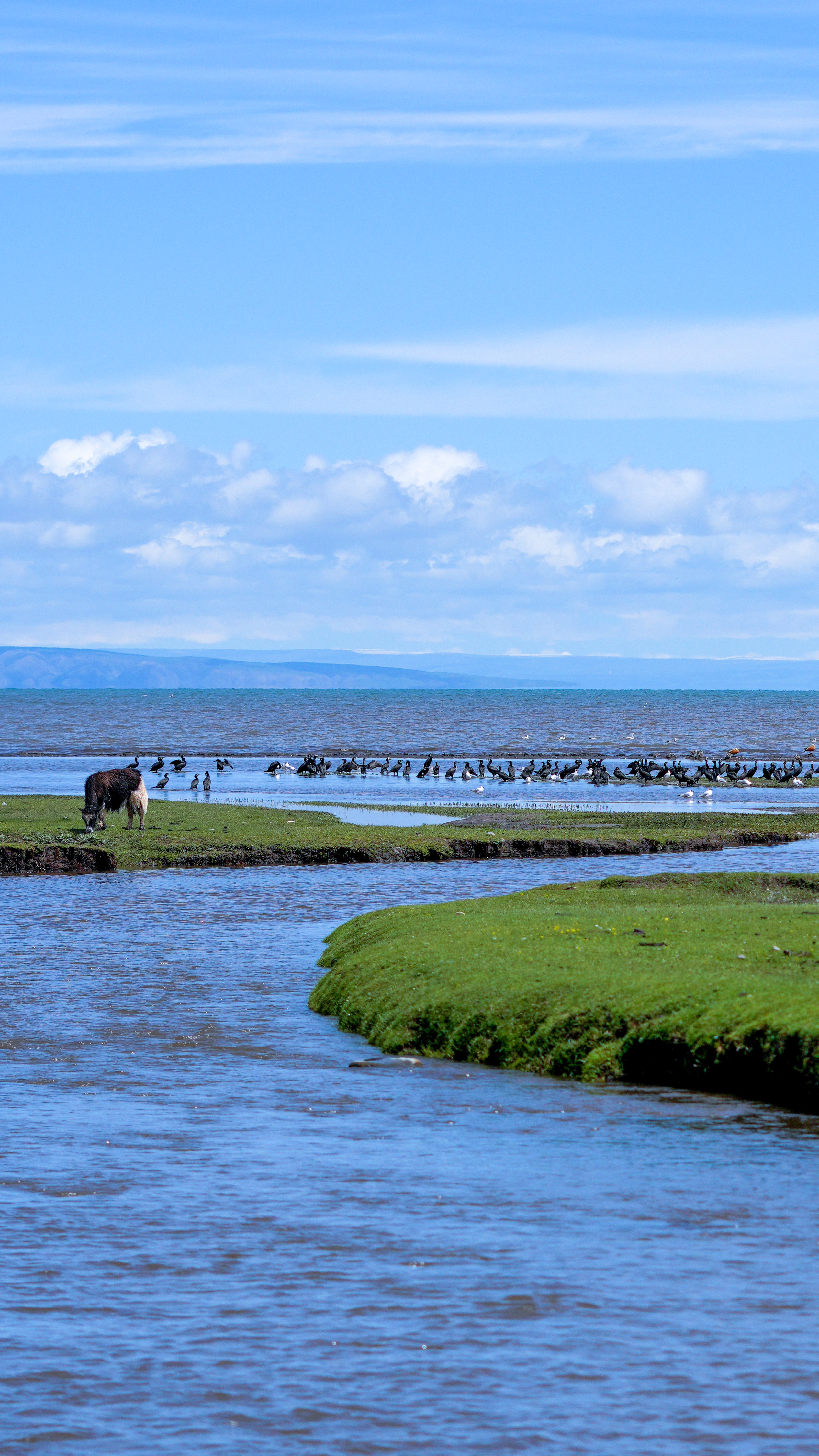 Nature's splendor: A glimpse of Qinghai Lake in the summer