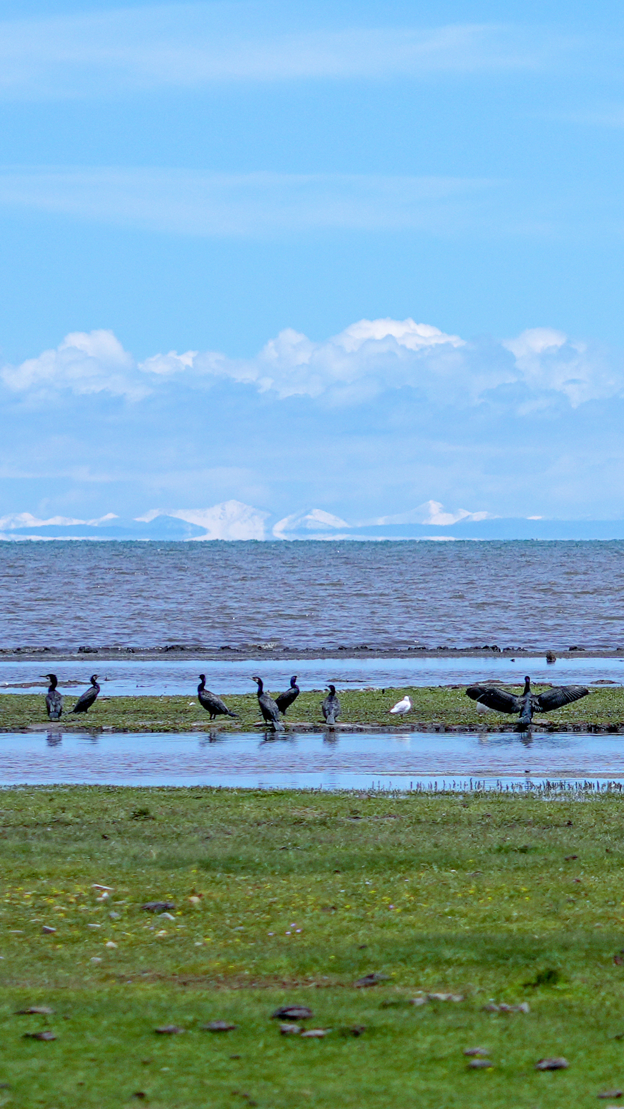 Nature's splendor: A glimpse of Qinghai Lake in the summer