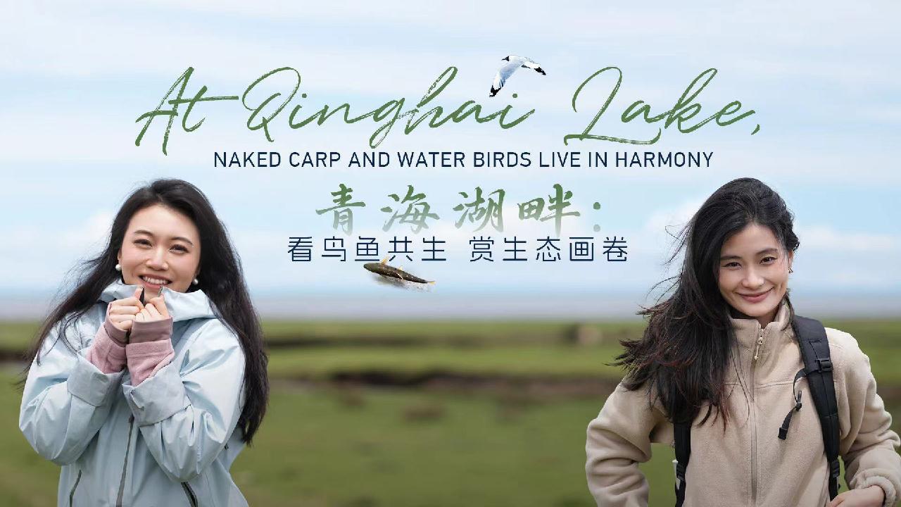 Live: At Qinghai Lake, naked carp and water birds live in harmony - CGTN