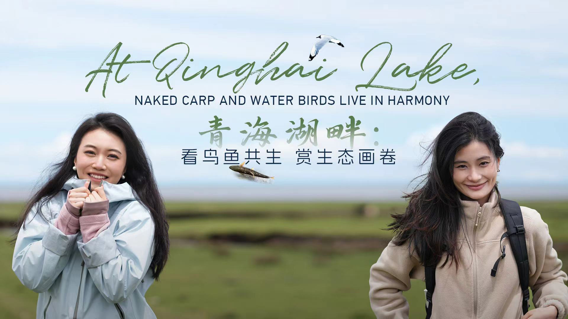 Live: At Qinghai Lake, naked carp and water birds live in harmony