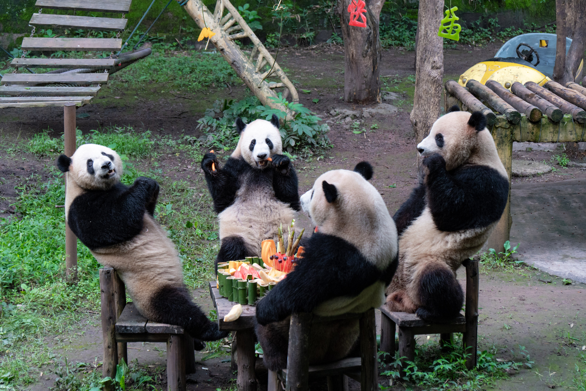 Shuangshuang and Chongchong, Xixi and Qingqing, two pairs of giant panda twins at the Chongqing Zoo, enjoy a birthday cake made of bamboo shoots and various kinds of fruits as part of their fifth birthday party in southwest China's Chongqing Municipality, June 23, 2024. /CFP