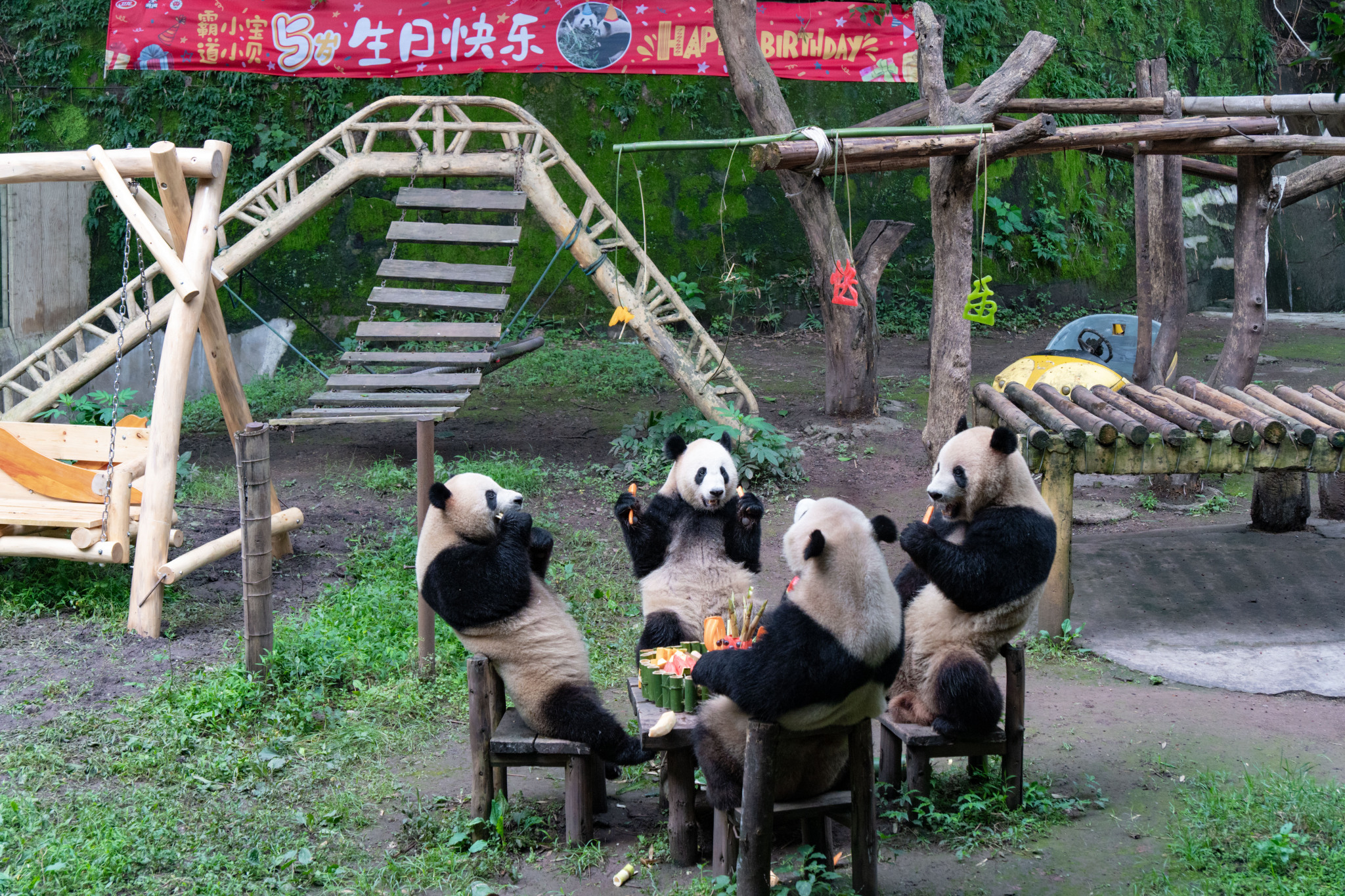 A birthday party is held for two pairs of giant panda twins, including a pair of male twins named Shuangshuang and Chongchong and a pair of female twins named Xixi and Qingqing, at Chongqing Zoo in southwest China's Chongqing Municipality, June 23, 2024. /CFP
