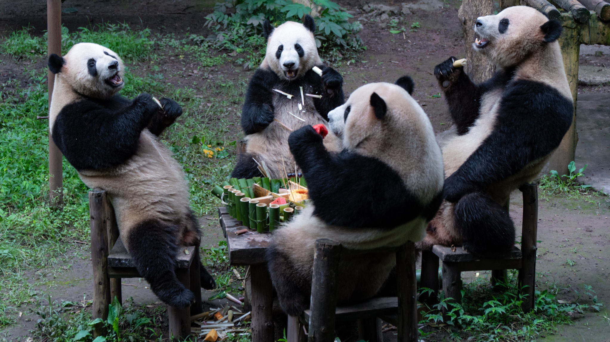 Giant panda quadruplets celebrate 5th birthday at Chongqing Zoo