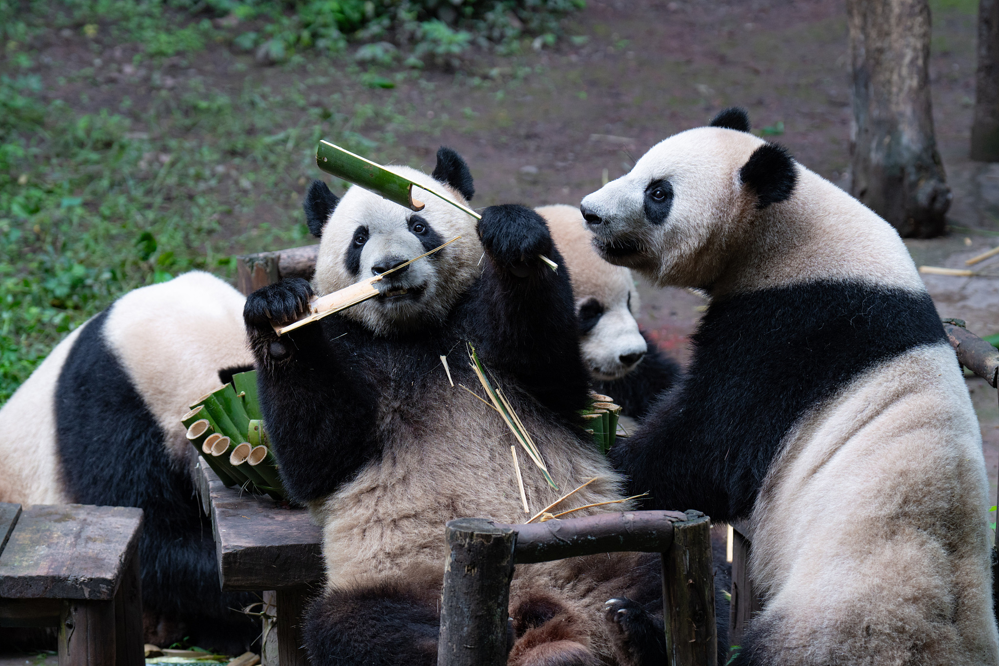 Shuangshuang and Chongchong, Xixi and Qingqing, two pairs of giant panda twins at the Chongqing Zoo, enjoy a birthday cake made of bamboo shoots and various kinds of fruits as part of their fifth birthday party in southwest China's Chongqing Municipality, June 23, 2024. /CFP
