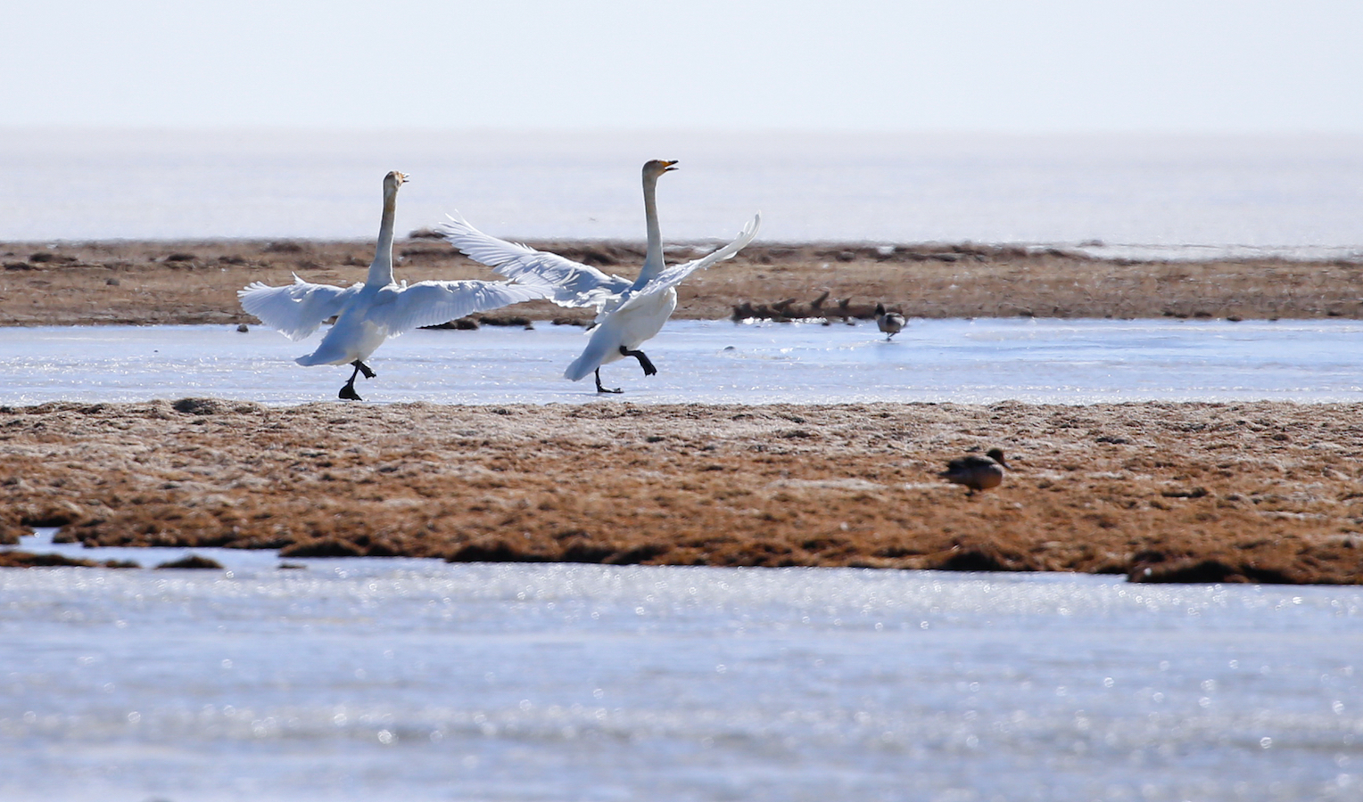 Whooper swans rest in the wetland in Hainan Tibetan Autonomous Prefecture, Qinghai Province, nothwest China, March 13, 2024. /CFP
