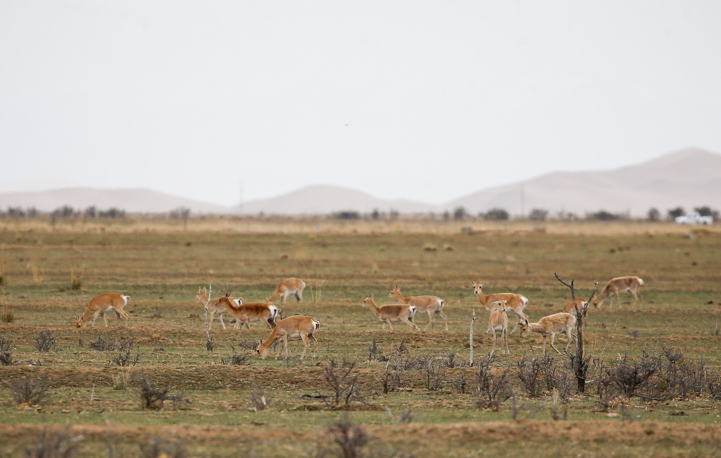 Przewalski's gazelles stroll on the grassland in Haibei Tibetan Autonomous Prefecture, Qinghai Province, northwest China, June 5, 2024. /CFP