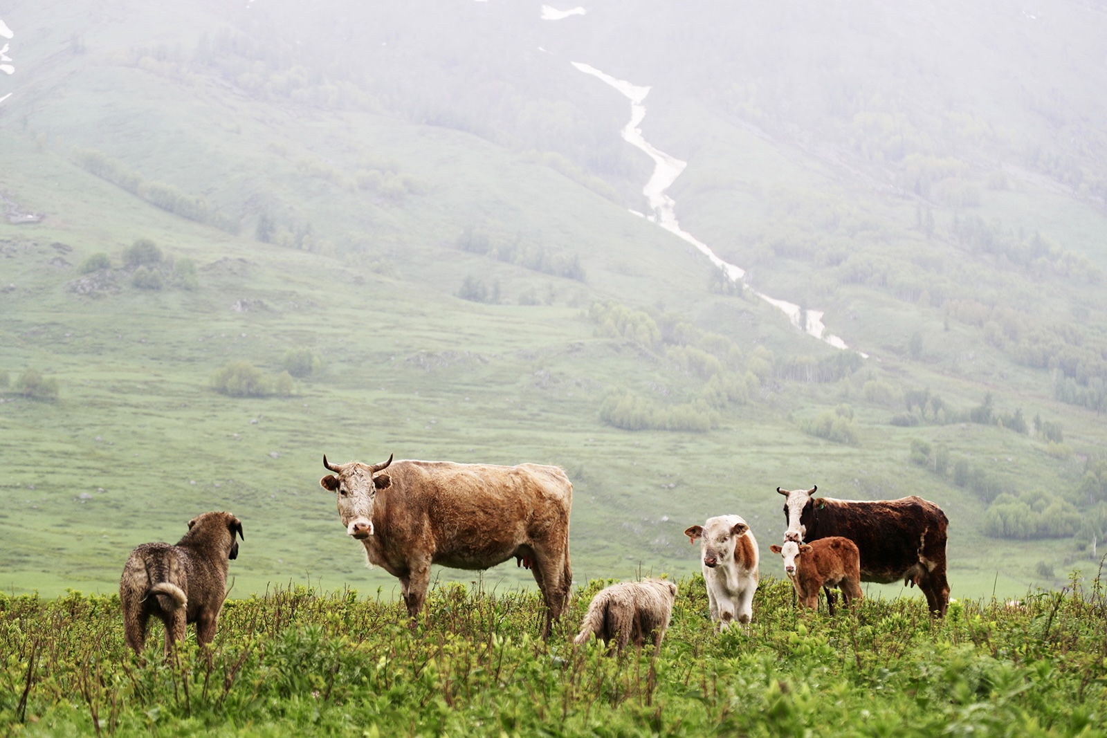 Cows and dogs stand facing each other on a grassland in Hemu Village, Altay, Xinjiang. /CGTN