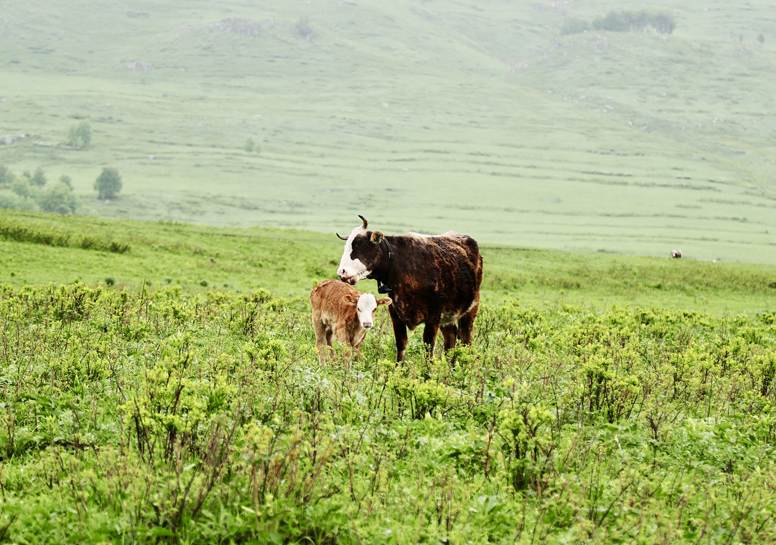 A calf enjoys the summer grassland with its mother in Hemu Village, Altay, Xinjiang. /CGTN