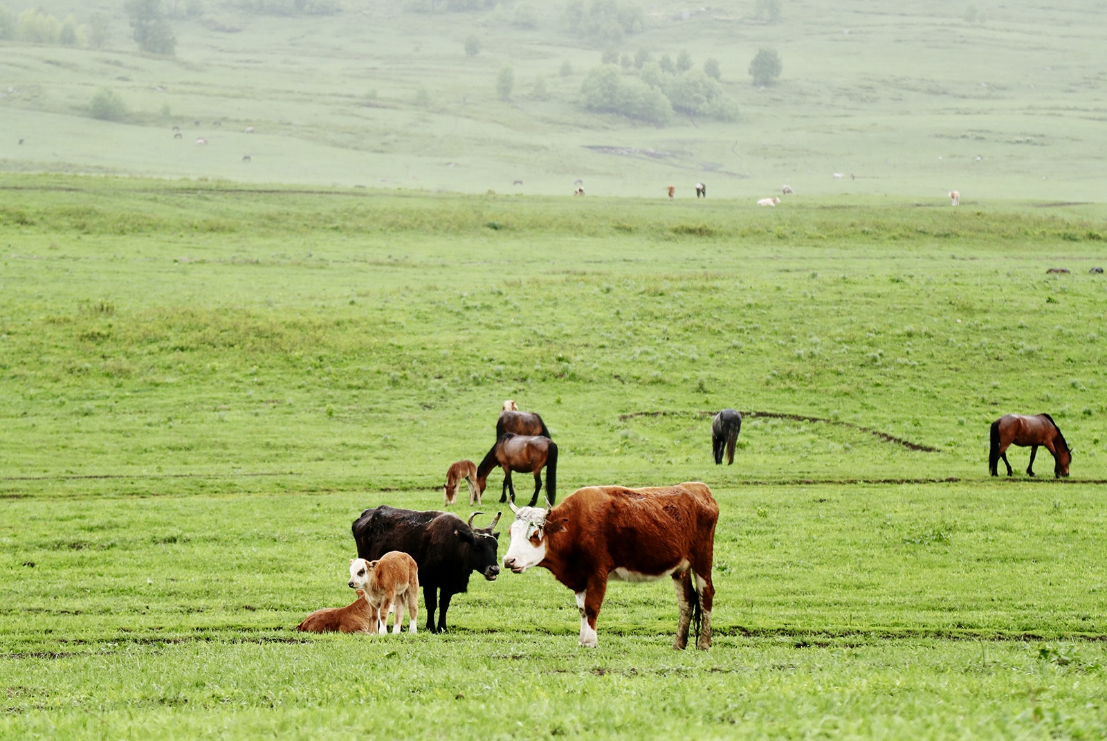 Horses and cows graze on a grassland in Hemu Village, Altay, Xinjiang. /CGTN