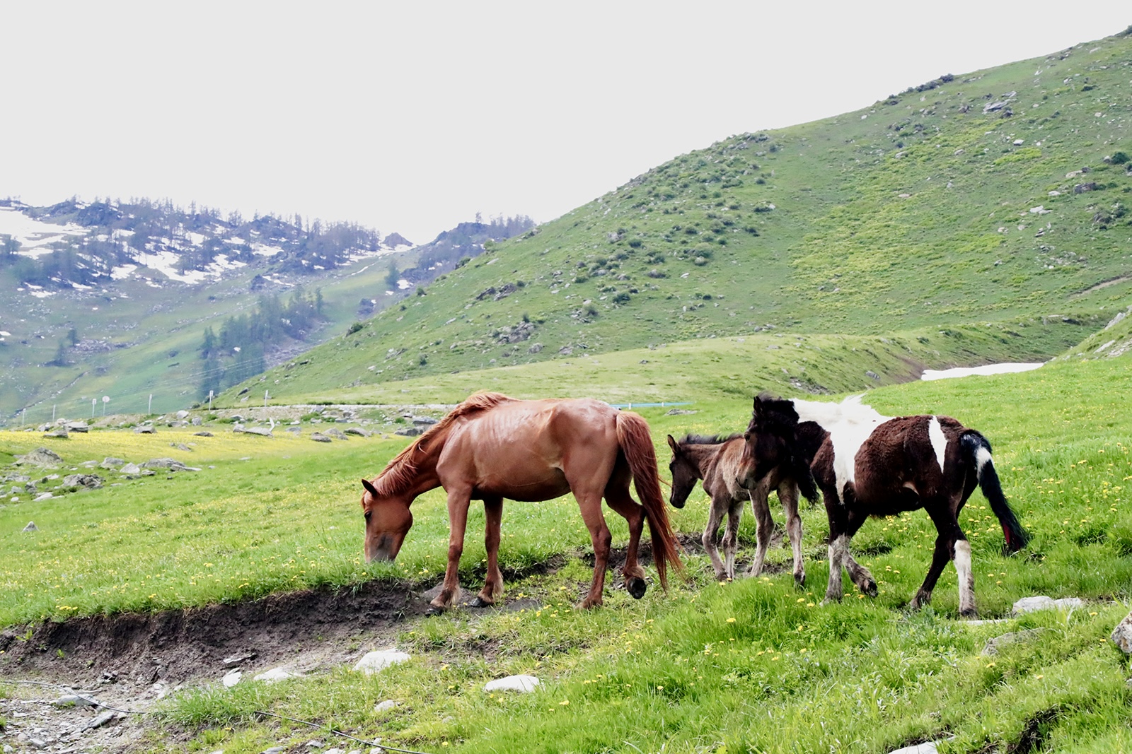 Horses graze on a grassland in Burqin County, Altay, Xinjiang. /CGTN