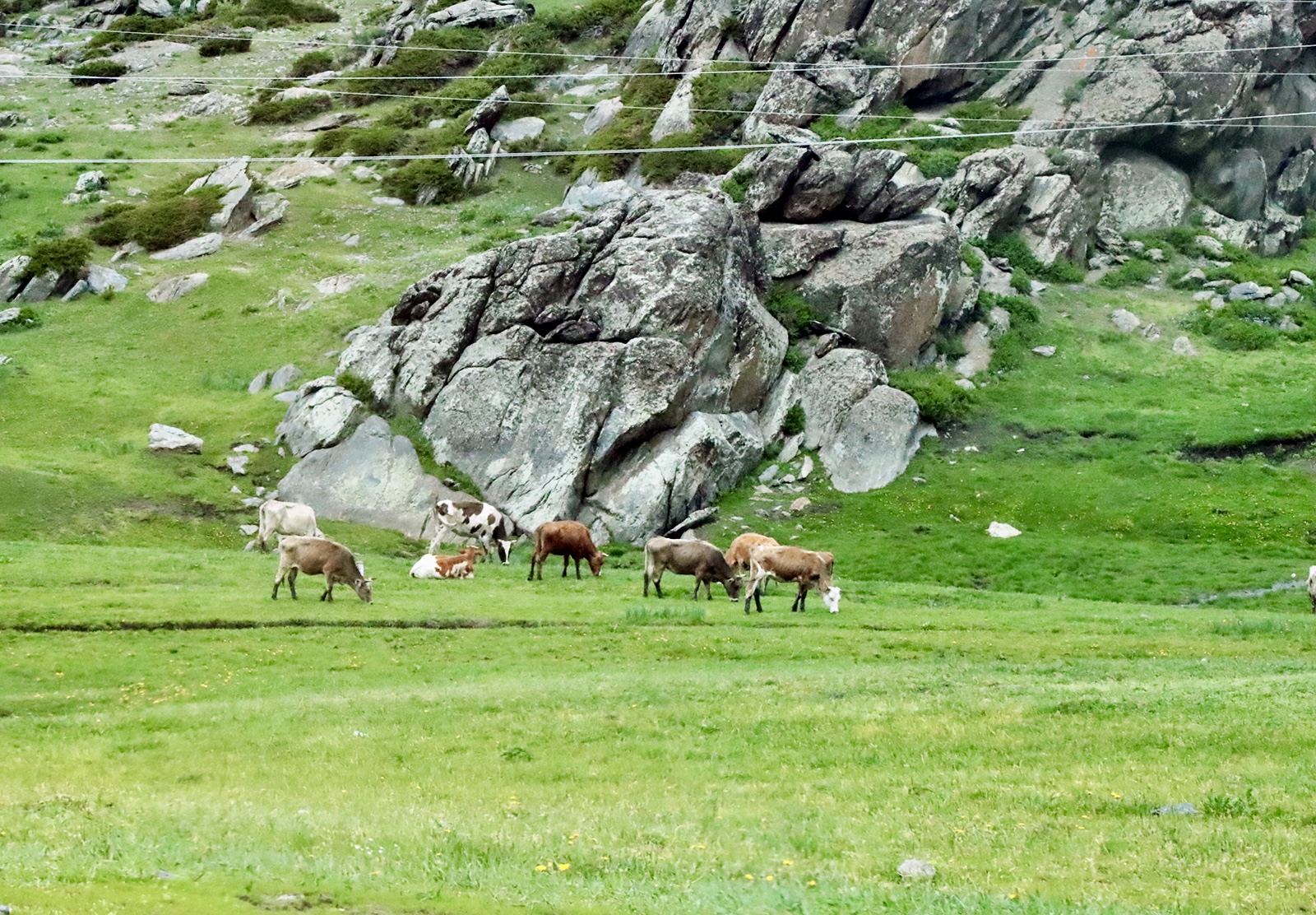 Cows enjoy lush grass in Burqin County, Altay, Xinjiang. /CGTN
