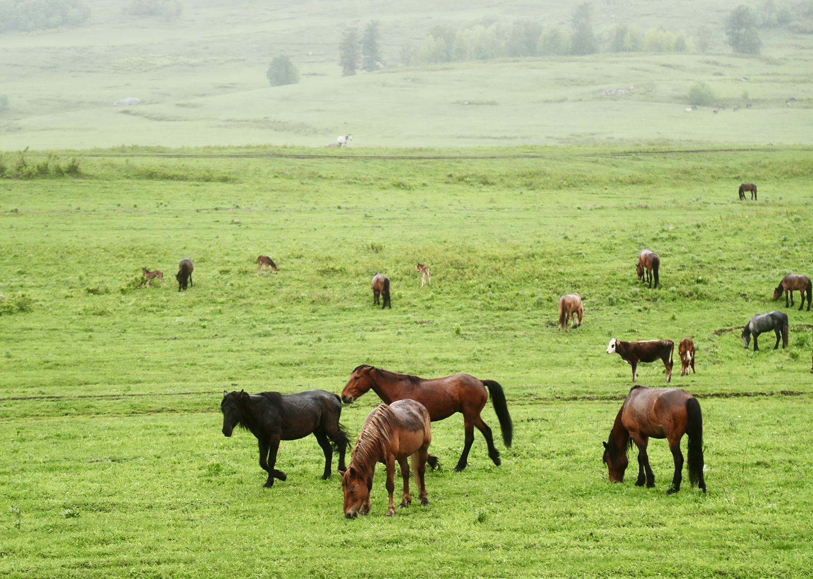 Horses and cows graze on a grassland in Hemu Village, Altay, Xinjiang. /CGTN