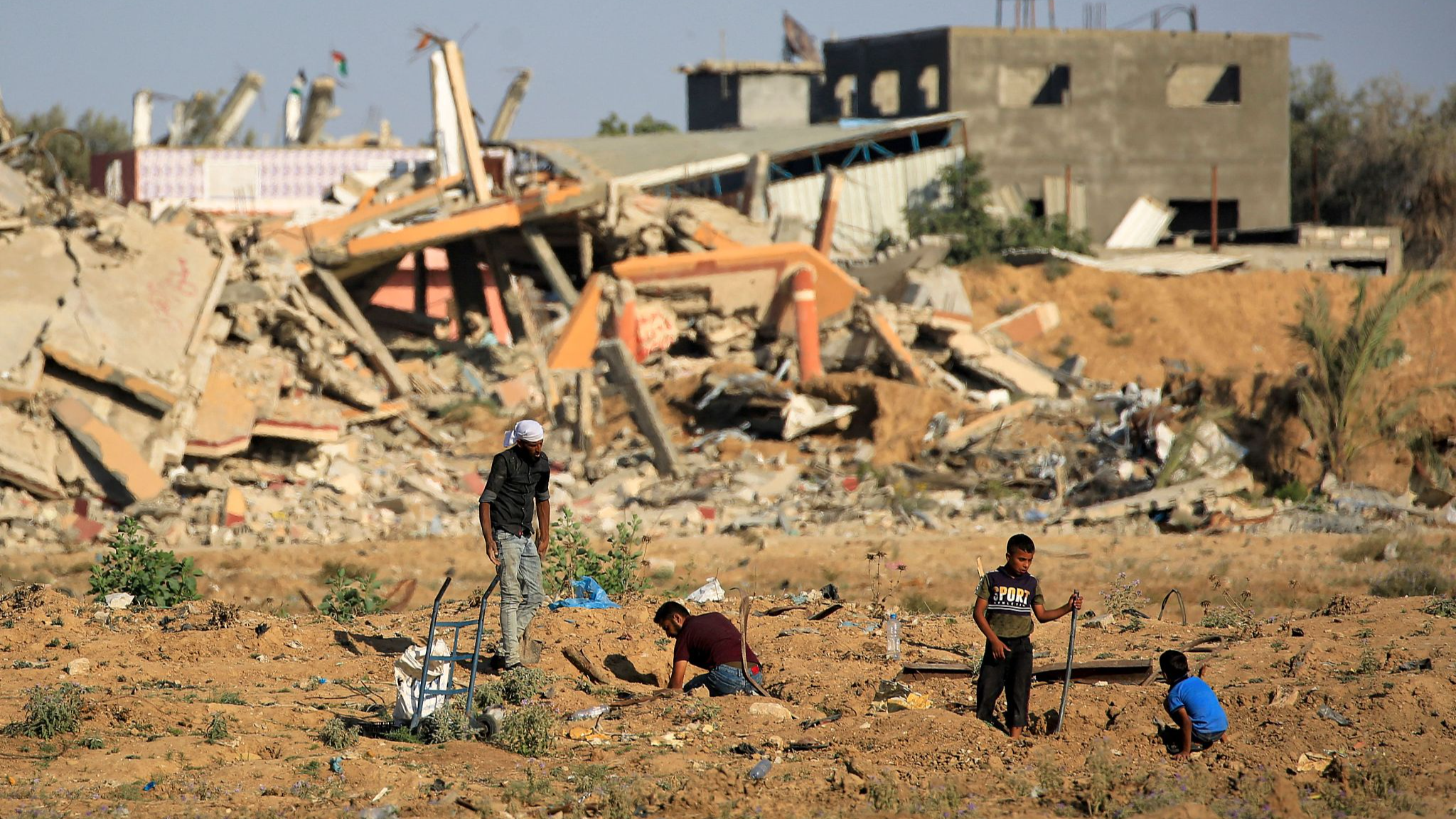 People work in a field next to buildings destroyed during Israeli bombardment, al-Bureij refugee camp in the central Gaza Strip on June 24, 2024. /CFP