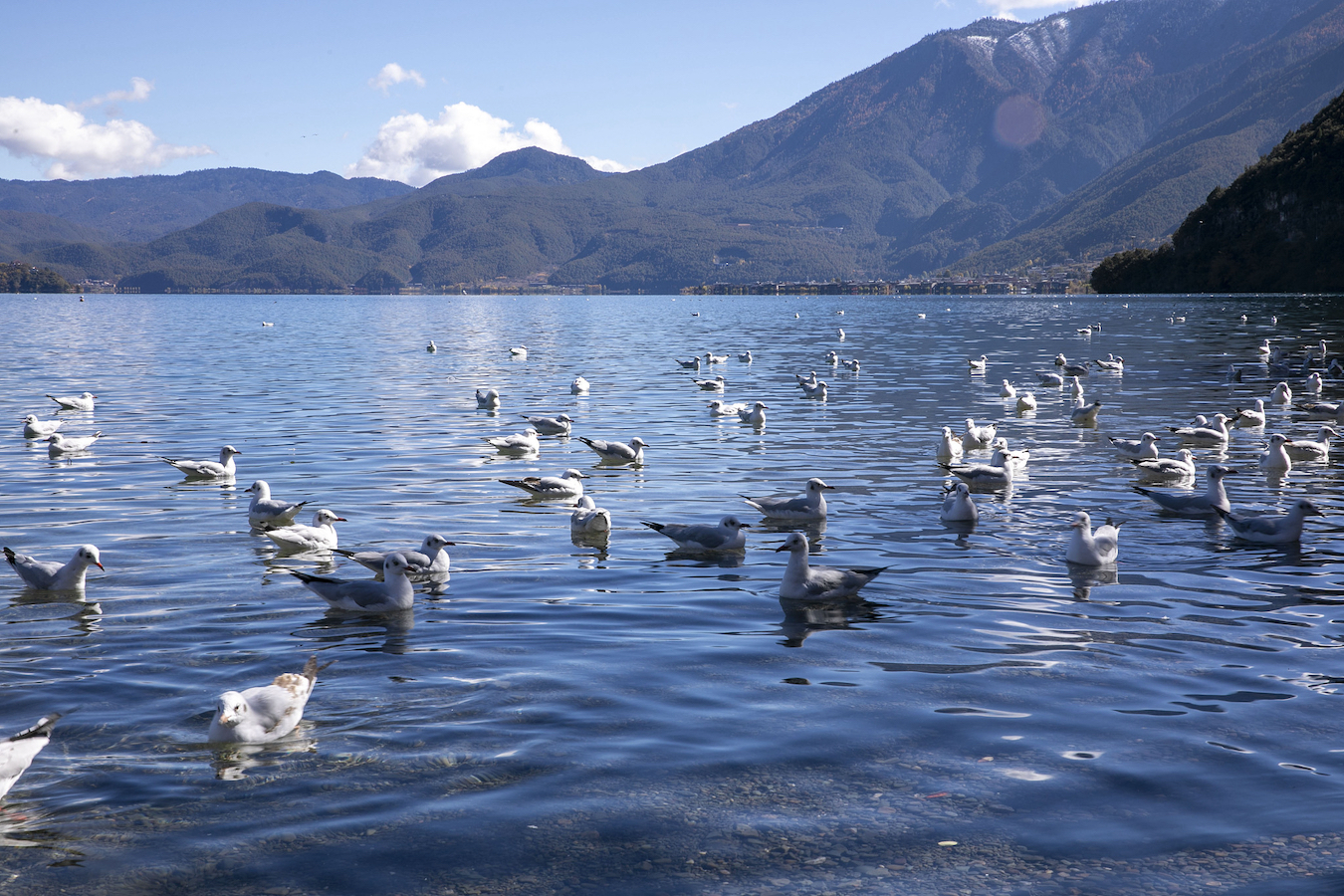 Migratory birds spend winter at the Lugu Lake, Lijiang City, Yunnan Province, southwest China, November 19, 2023. /CFP