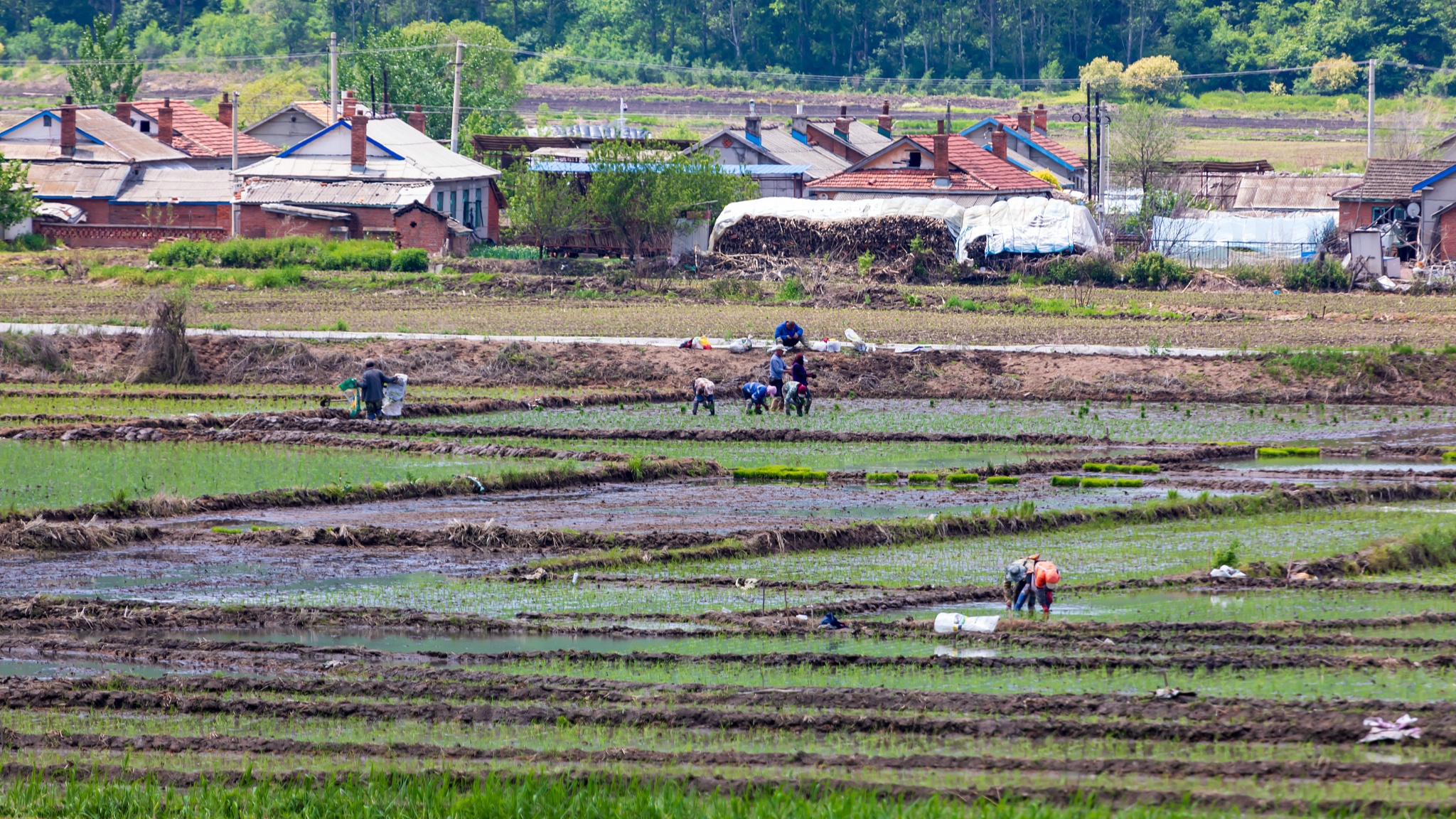 Farmers transplant rice seedlings in a black soil field in Beidahu town, Yongji County in China's Jilin Province, May 28, 2024. Black soil is a precious soil resource known as 