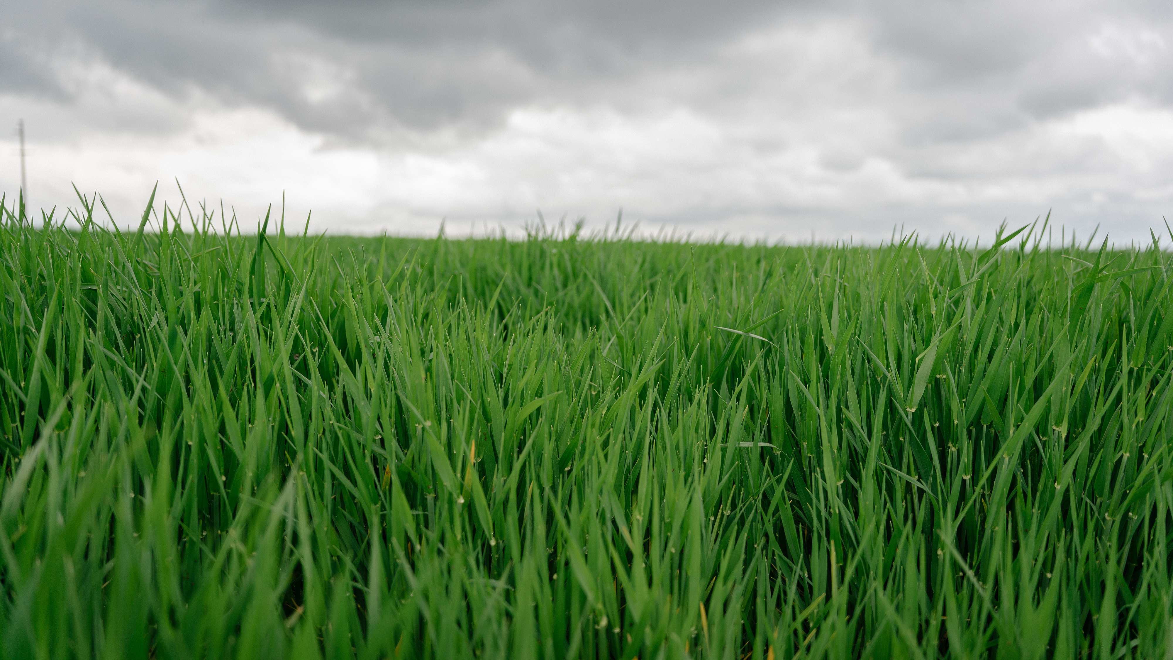 Wheat fields in Constanta, Romania, April 20, 2023. /CFP