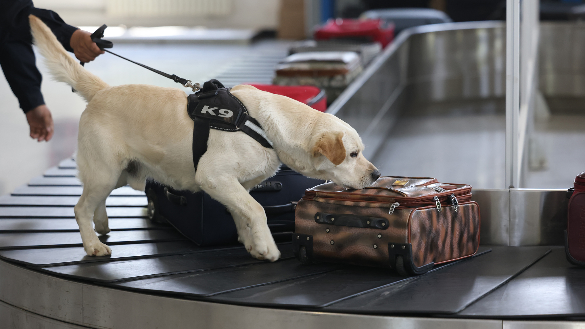 A sniffer dog finds a bag of drugs from a suitcase at a training base in Beijing, China, April 27, 2024. /CFP