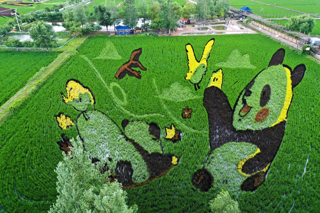 An image of pandas and birds is depicted on a rice field in Shenyang, Liaoning on June 24, 2024. /IC