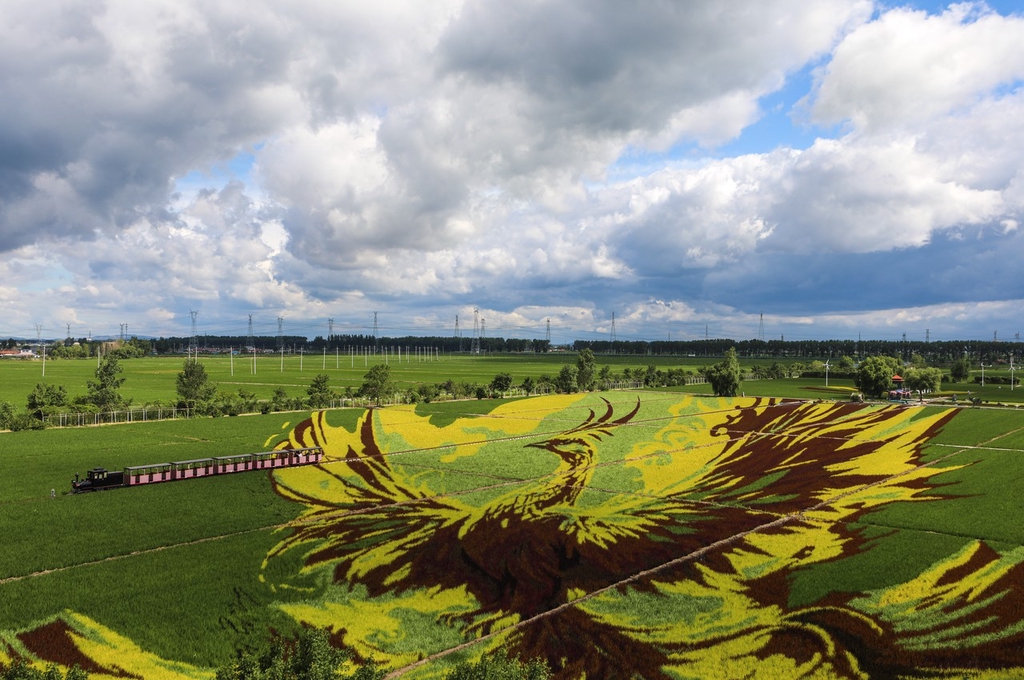 A train passes through a mural of a phoenix on a rice field in Shenyang, Liaoning on June 24, 2024. /IC