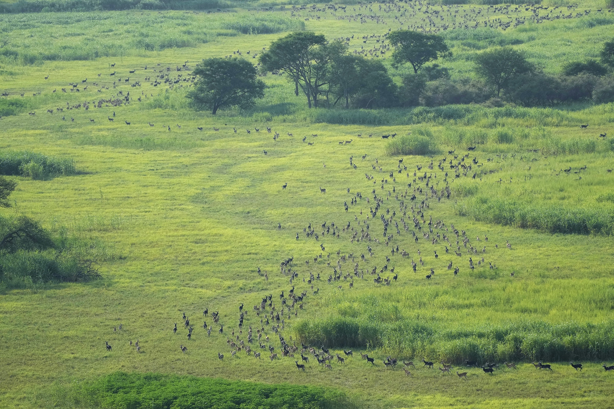 Antelopes migrate in national parks and surrounding areas in South Sudan, June 19, 2024. /CFP