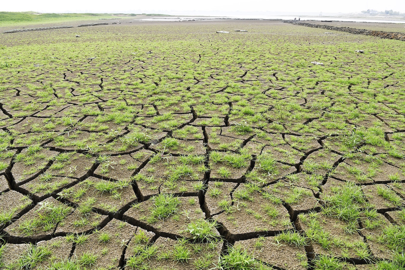The cracked reservoir bottom is covered with weeds due to drought in Zaozhuang City, Shandong Province, east China, June 21, 2024. /CFP