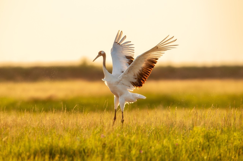 A red-crowned crane flaps its wings in a village field in Daqing, Heilongjiang Province on June 18, 2024. /IC