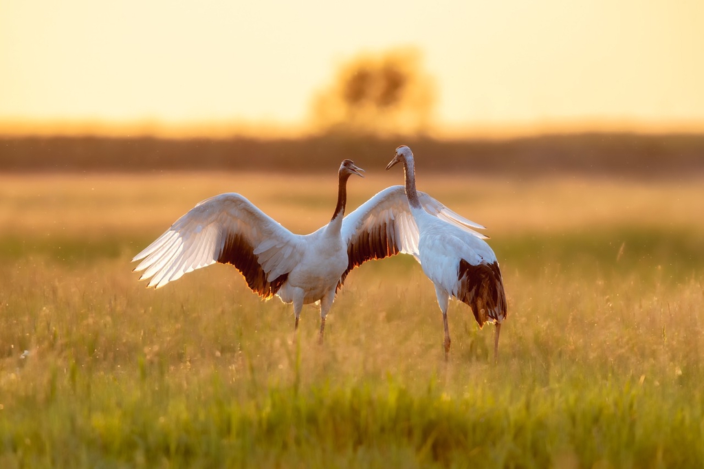 Red-crowned cranes are seen in a village field in Daqing, Heilongjiang Province on June 18, 2024. /IC