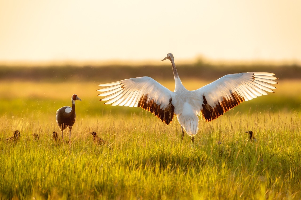 A white-naped crane and a red-crowned crane are seen in a village field in Daqing, Heilongjiang Province on June 18, 2024. /IC