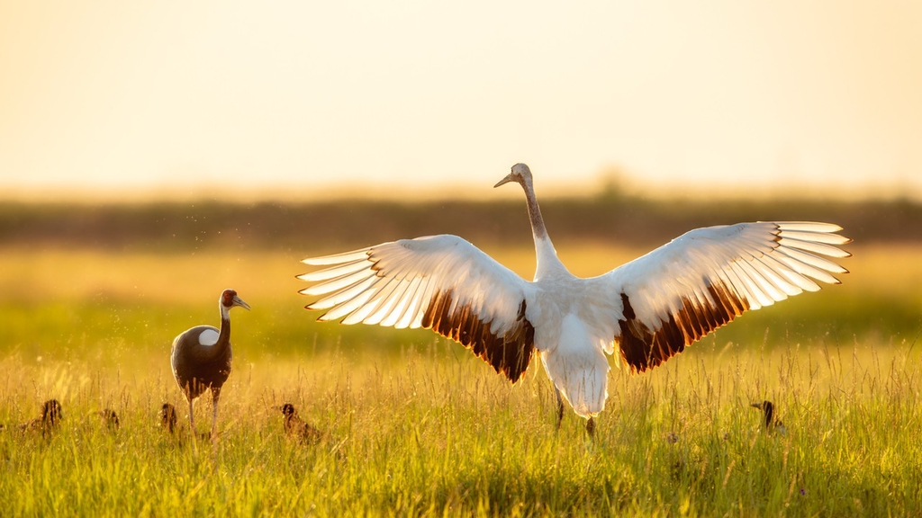 Cranes 'dance' at sunset in Daqing fields