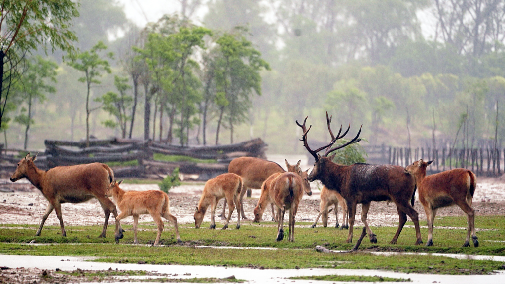Live: Join us and spot milu deer lock horns in east China's Jiangsu Province