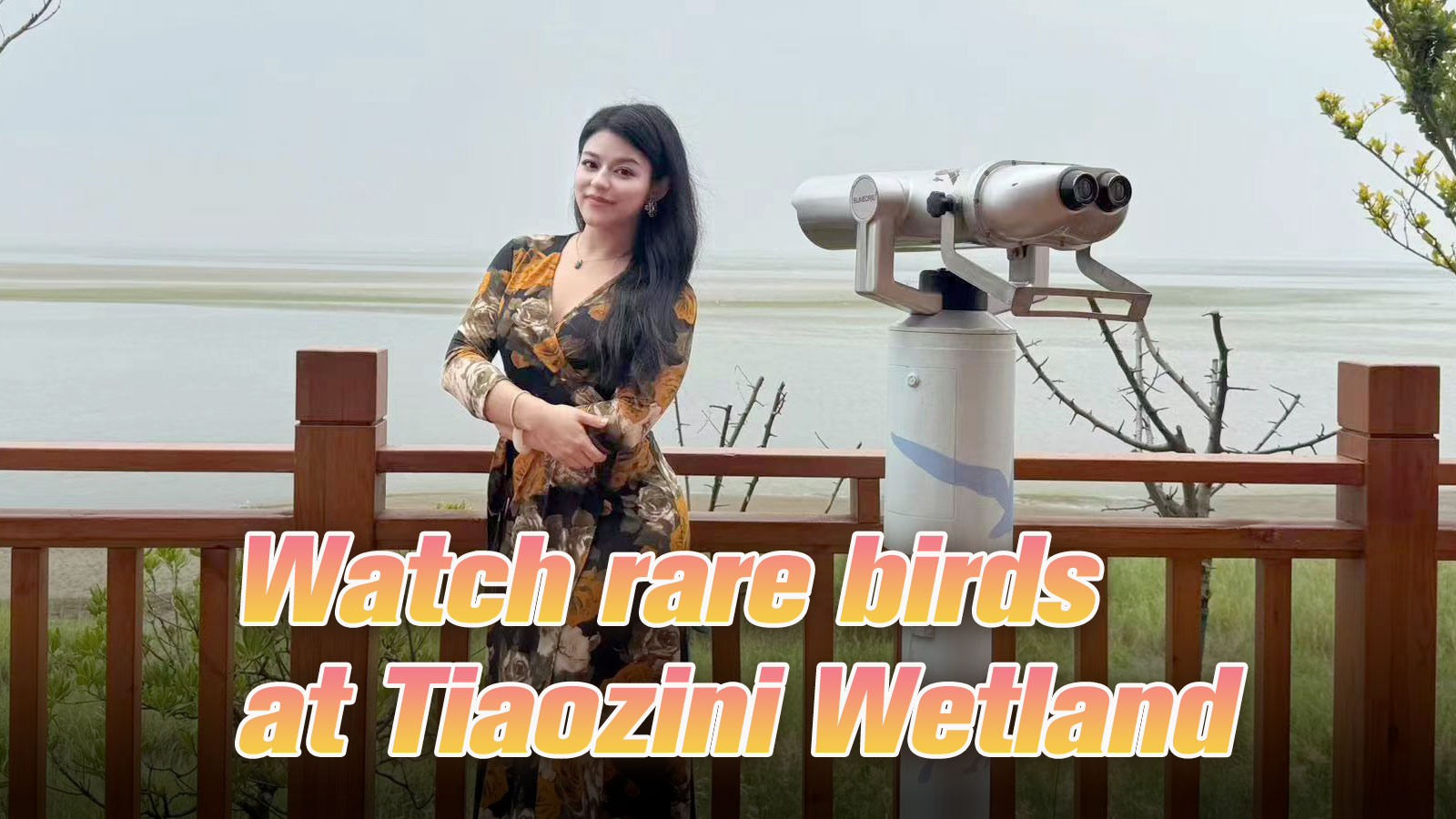 Live: Watch rare birds at Tiaozini Wetland in Jiangsu Province