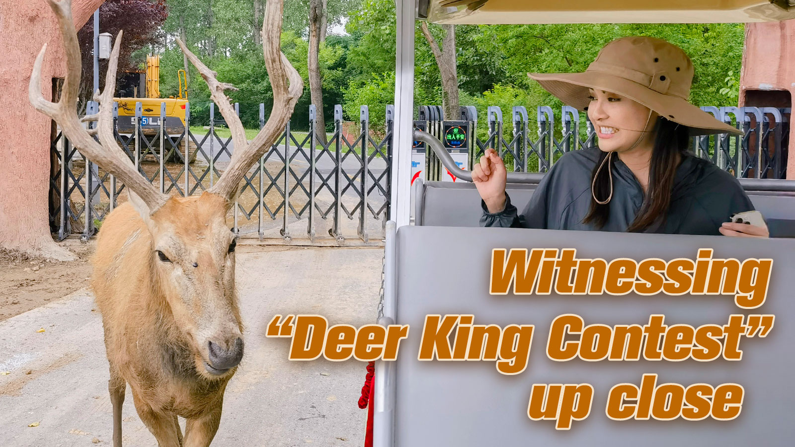 Watch: Witness 'Deer King Contest' up close in E China's Jiangsu