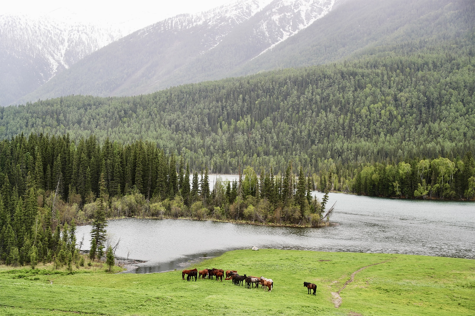 Horses graze near Fairy Bay, where a fine mist helps create an enchanting, fairy-tale atmosphere. /CGTN
