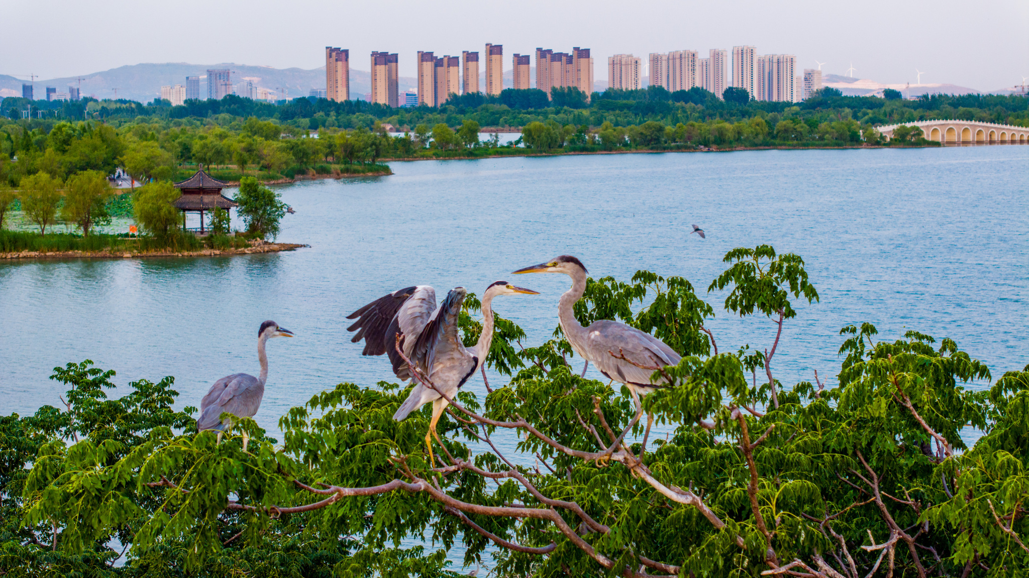 Between the city and the forest: living in harmony with Anhui's birds