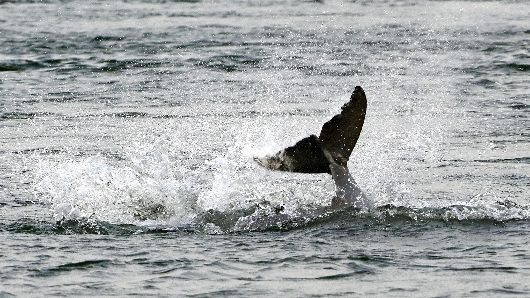 A freshwater dolphin swims in the Mekong River in Kratie Province, Cambodia, February 16, 2023. /CFP 