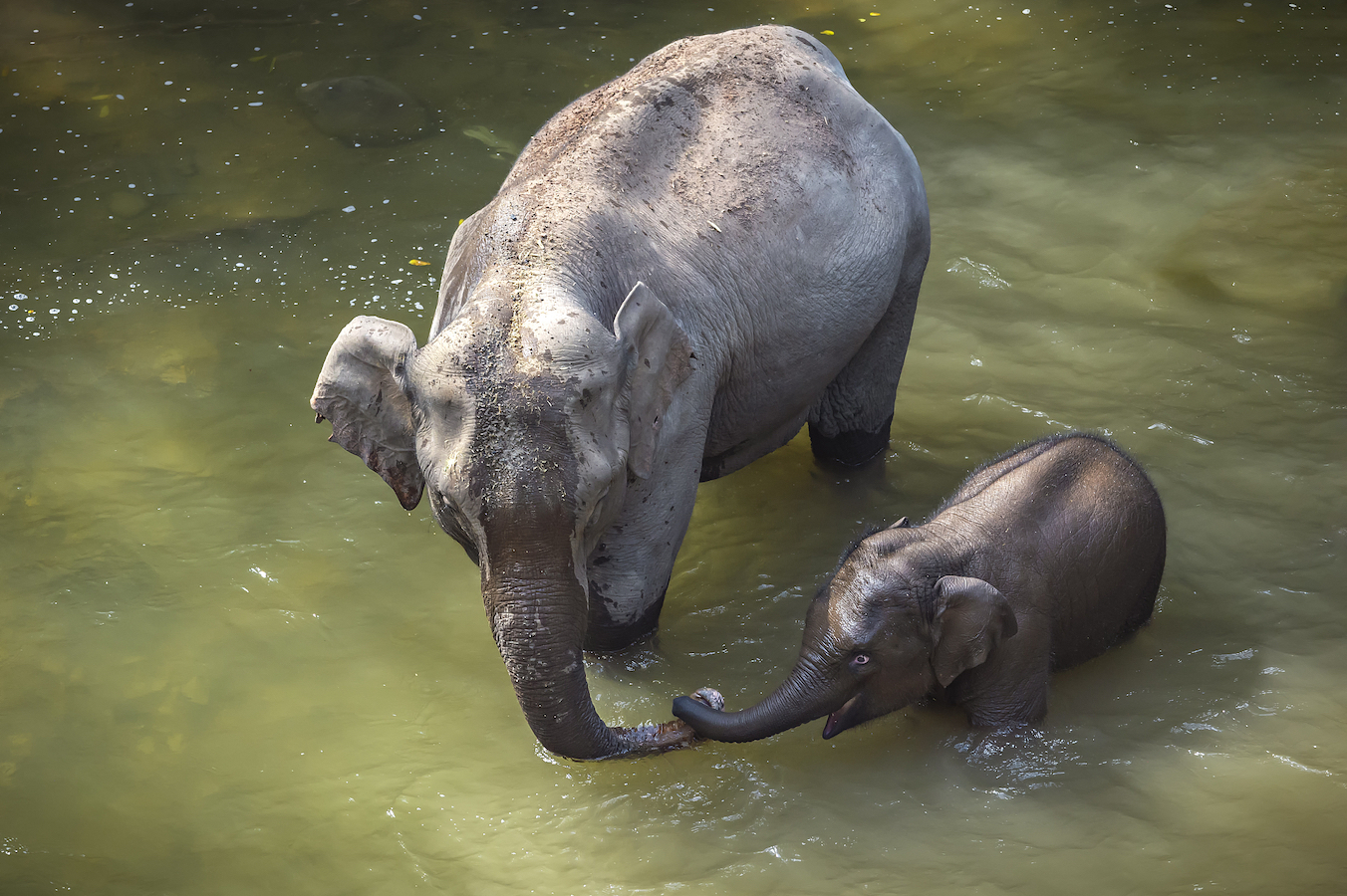 Asian elephants take a bath in a river. /CFP